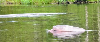 Delfini rosa dell’Amazzonia usati come esche per la pesca