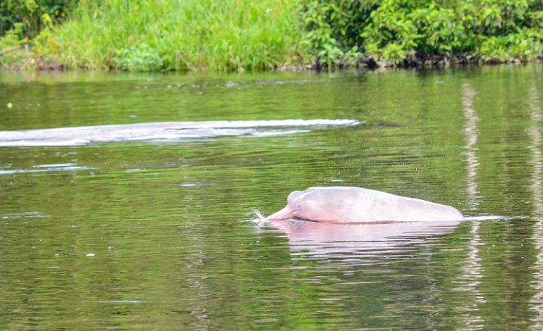 Delfini rosa dell’Amazzonia usati come esche per la pesca