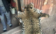 Ucciso uno dei due giaguari ancora presenti in Arizona