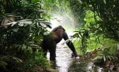 Buone notizie per il gorilla di montagna: popolazione in crescita