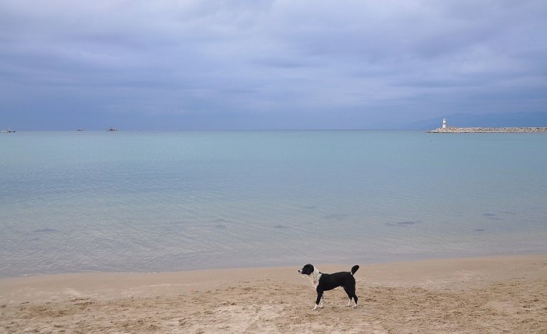 Lotta al randagismo: i cani di Lampedusa saranno sterilizzati