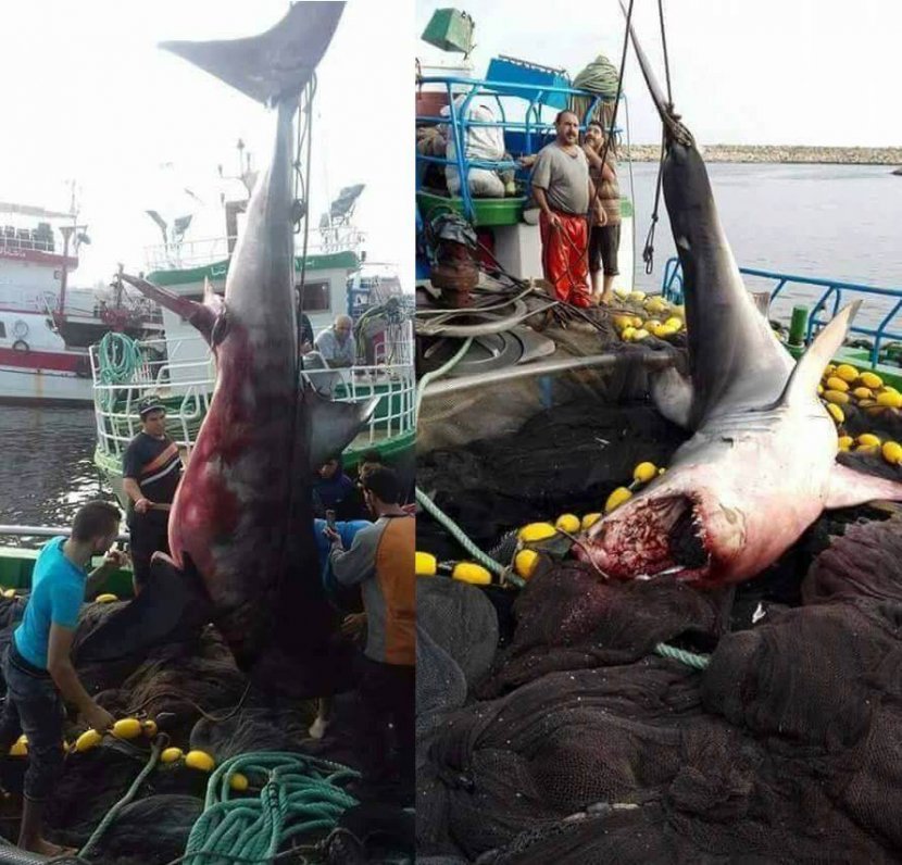Pesca Allo Squalo Bianco Da Riva