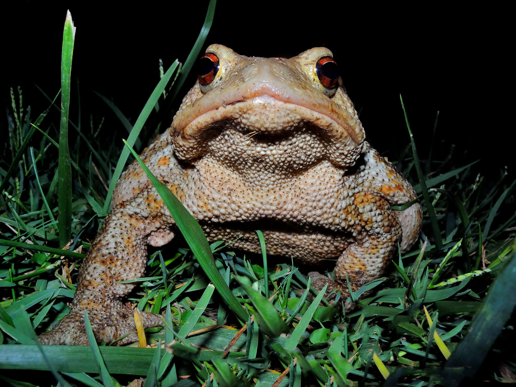 La bellezza del rospo - La Rivista della Natura