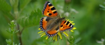 Vanessa dell'ortica, la farfalla più comune
