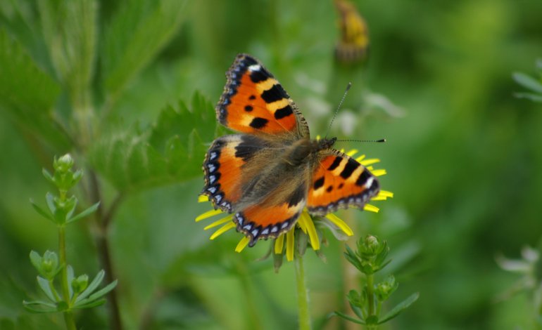 Vanessa dell’ortica, la farfalla più comune