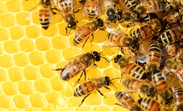 A Roma le api monitoreranno la qualità dell’aria