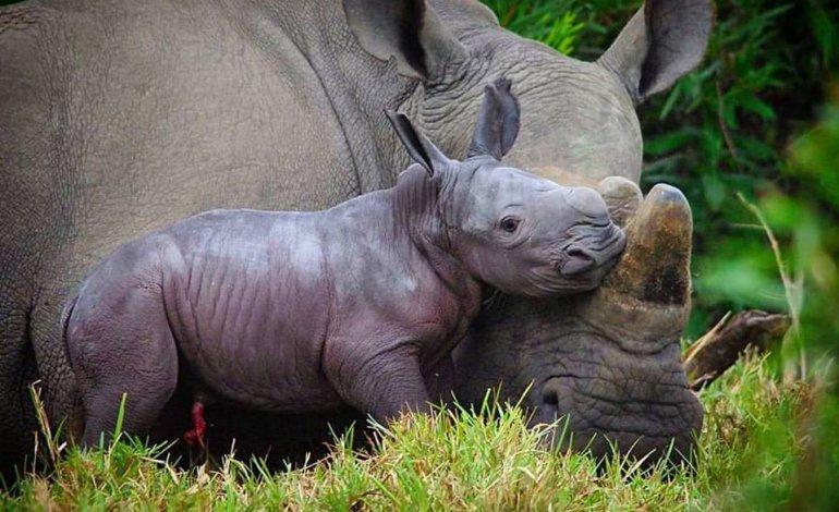 Rinoceronte ucciso per un centimetro di corno