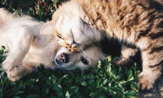 Convivenza cane-gatto: se sai come fare è facile