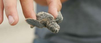 Fermato dalla burocrazia il centro di recupero delle tartarughe di Linosa
