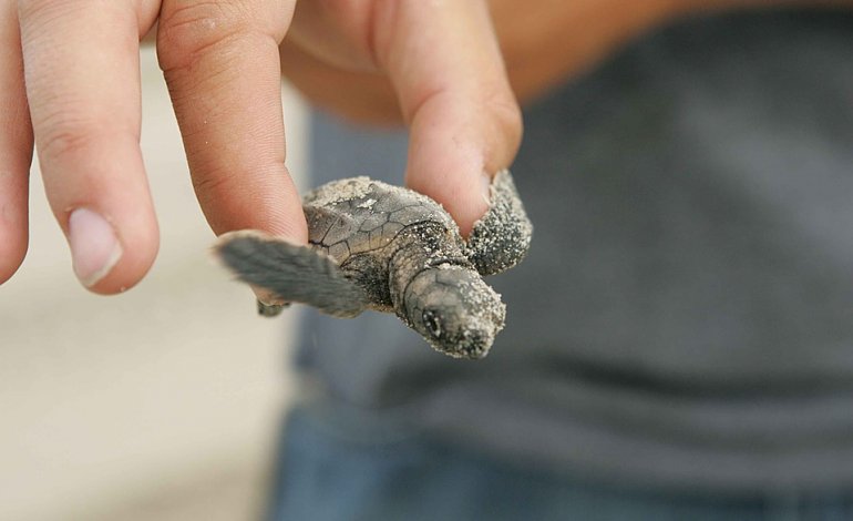Fermato dalla burocrazia il centro di recupero delle tartarughe di Linosa