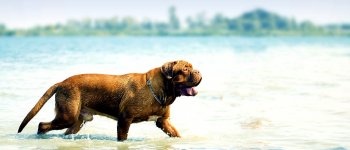 Cani in spiaggia, i consigli per un’estate al top