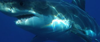 La nursery dello squalo bianco che svela molto sulle abitudini del predatore marino
