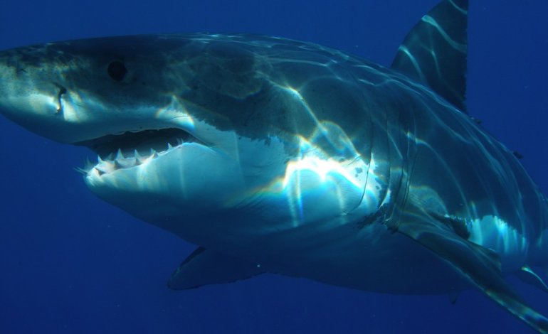 La nursery dello squalo bianco che svela molto sulle abitudini del predatore marino