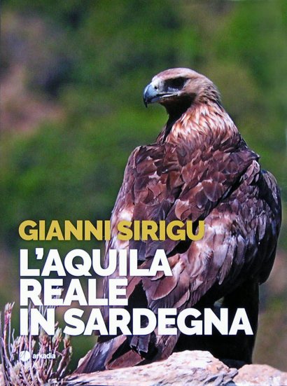 Aquila in Sardegna, il volo del rapace
