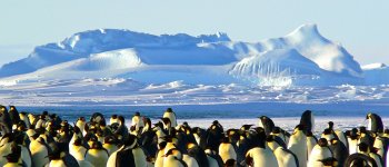 La vittoria dei pinguini: basta pesca di krill