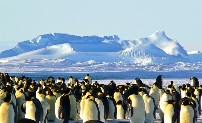 La vittoria dei pinguini: basta pesca di krill