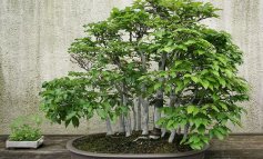 Faggio giapponese, elegante bonsai