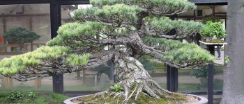 Pino giapponese, il bonsai da veri esperti