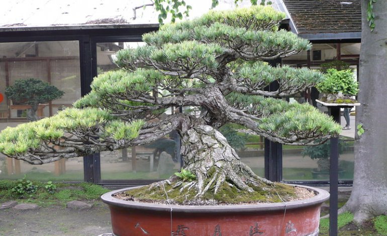 Pino giapponese, il bonsai da veri esperti