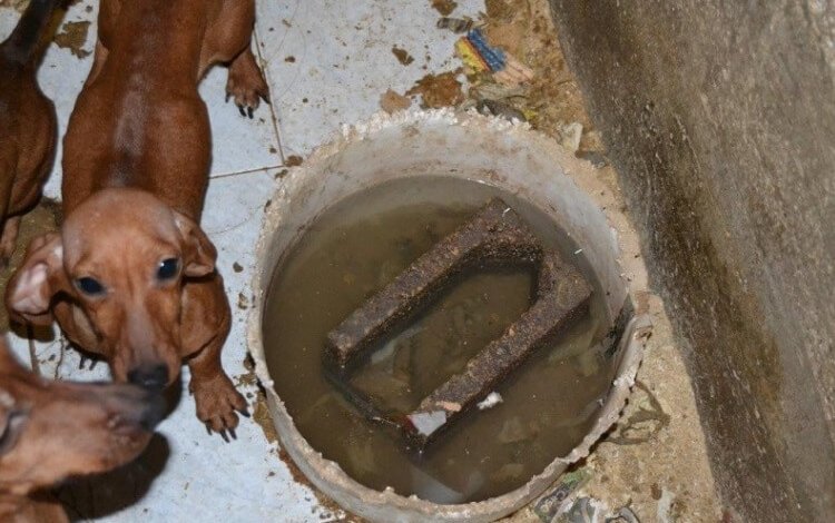 Oltre 350 cani maltrattati, a processo i gestori dell’allevamento