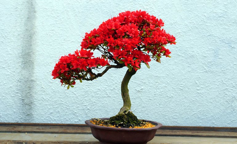 Azalea, il bonsai dai fiori delicati
