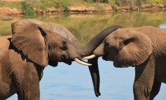 La mattanza degli elefanti: uccisi 87 in una sola volta
