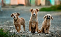 Bocconi avvelenati, strage di cuccioli a Messina