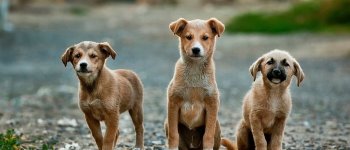 Bocconi avvelenati, strage di cuccioli a Messina