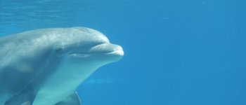 Salvare Honey, il delfino abbandonato nello zoo chiuso