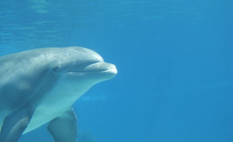 Salvare Honey, il delfino abbandonato nello zoo chiuso