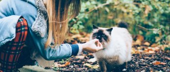 Vietato sfamare i gatti randagi: l’ordinanza che fa discutere
