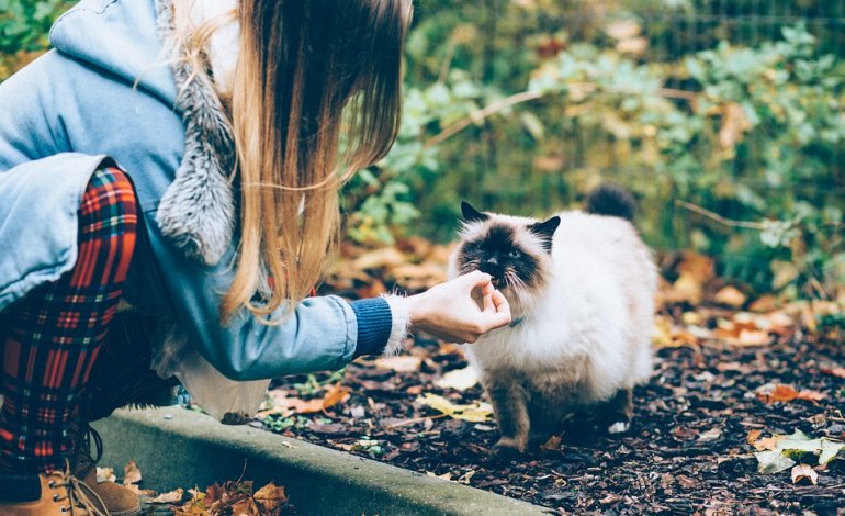 Vietato sfamare i gatti randagi: l’ordinanza che fa discutere