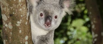 I koala potrebbero estinguersi entro il 2050