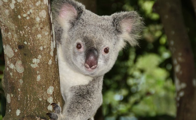 I koala potrebbero estinguersi entro il 2050