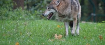 L’ultima follia del bracconaggio: lupo ucciso a fucilate