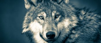 Legge ammazza lupi, il Consiglio dei Ministri dà battaglia