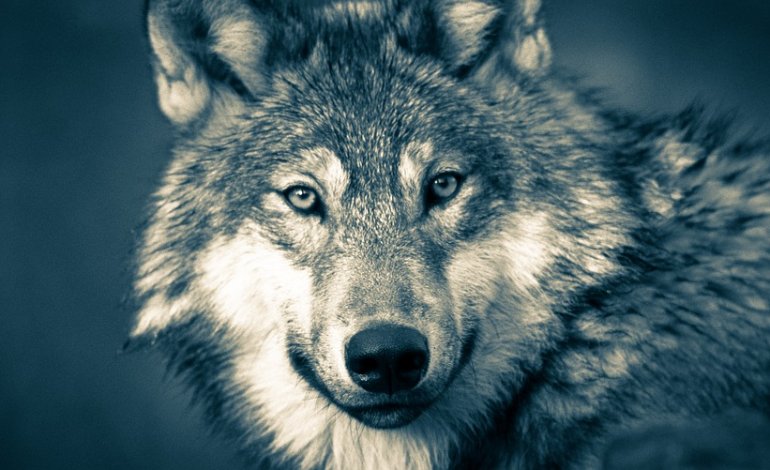 Legge ammazza lupi, il Consiglio dei Ministri dà battaglia