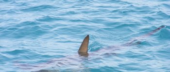 Commercio illegale, maxi sequestro di pinne di squalo