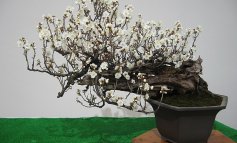 Prunus mume, il bonsai portafortuna