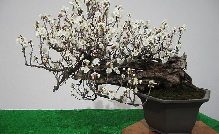 Prunus mume, il bonsai portafortuna