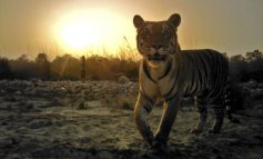 DiCaprio salva la Tigre del Nepal: popolazione raddoppiata
