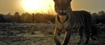 DiCaprio salva la Tigre del Nepal: popolazione raddoppiata