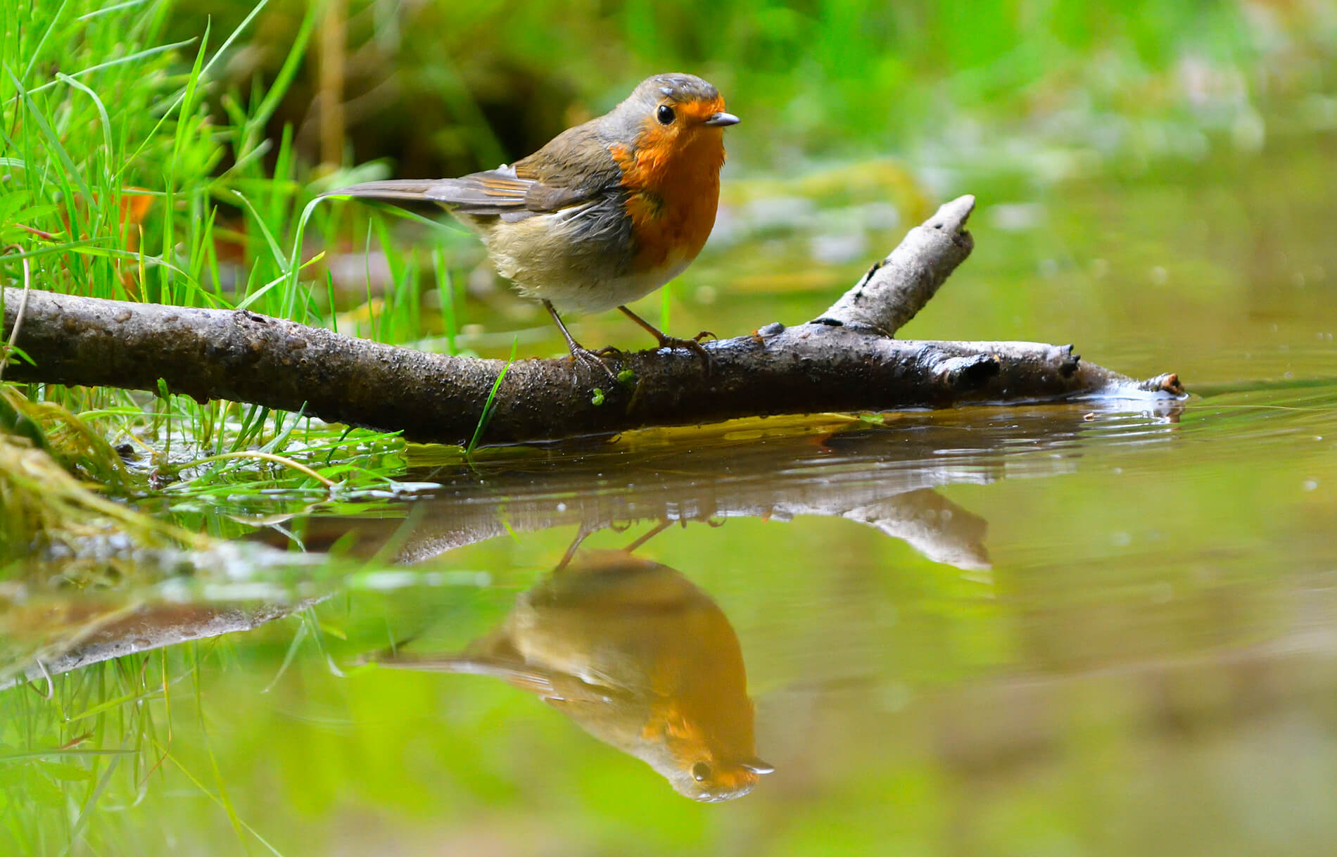 Il pettirosso vanitoso - La Rivista della Natura