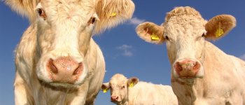 Meno antibiotici negli allevamenti, l’UE ne vieta l’uso preventivo