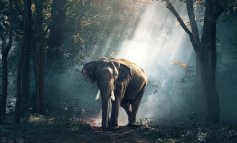 La richiesta cinese di pelli minaccia gli elefanti