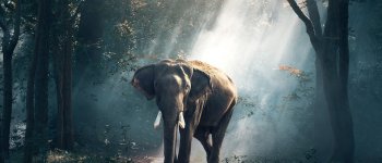 La richiesta cinese di pelli minaccia gli elefanti