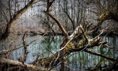I tagli selvaggi stanno distruggendo i fiumi della Toscana