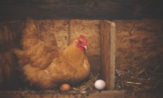 È nato prima l'uovo o la gallina?