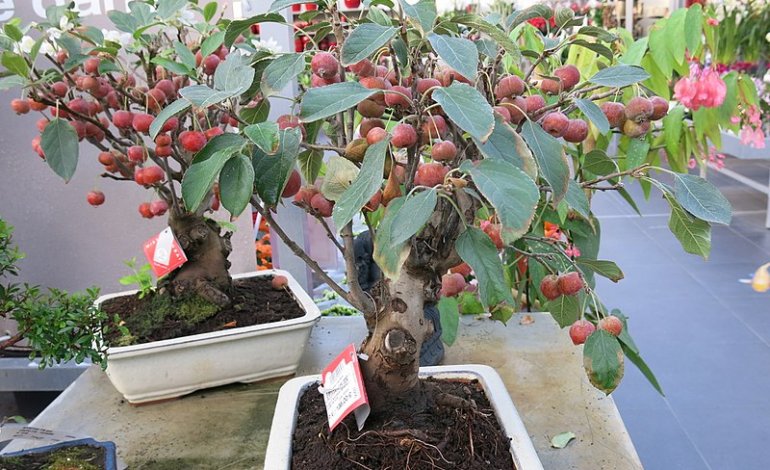 Melo, il bonsai dai piccoli frutti