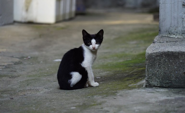 Via i rifiuti, arrivano i gatti: così l’oasi felina riqualifica le zone degradate